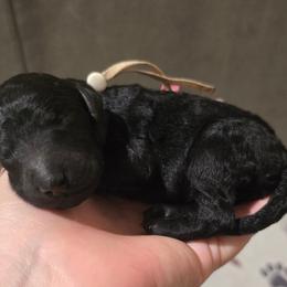 Diamond - White Collar - Black female Poodle puppy in Phoenix, Arizona from Desert Diamond Poodles