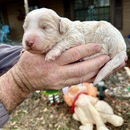 Cream - White male Bernedoodle puppy in Holt, Missouri from Mindys Doodles