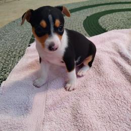 Rat Terrier Puppies from Country Rat Terriers