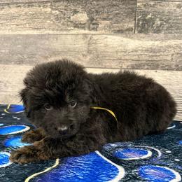 Yellow female - Black and red female German Shepherd puppy in Herrick, South Dakota from Dakota Shepherds Kennels