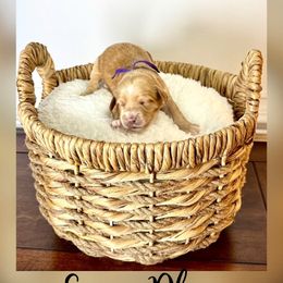 Girl 3 - female Goldendoodle puppy in Midlothian, Virginia from RVA DOODLES, LLC