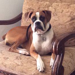 Phoebe - Boxer
