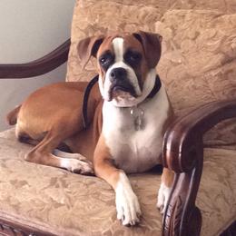 Phoebe - Boxer