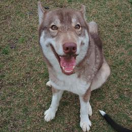 Siberian Husky puppies from Clover's Legacy Siberians