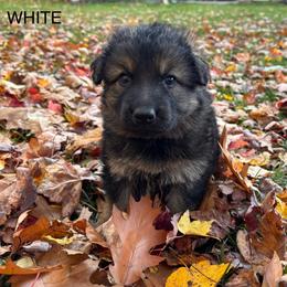 Girl 1 - Sable female German Shepherd puppy in Laurens, New York from Vom Chivalry Haus German Shepherds