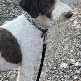 Poodles from Cactus Creek Poodles
