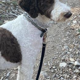 Poodles from Cactus Creek Poodles