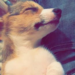 American Bullies and Pembroke Welsh Corgis from A&M K9’s