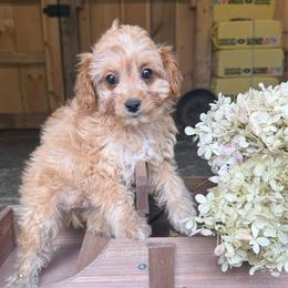 Goldie - Apricot female Cavapoo puppy in Bozrah, Connecticut from Cedar Creek Farms