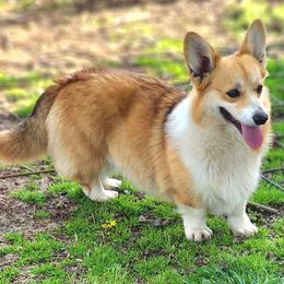 Reba - Pembroke Welsh Corgi