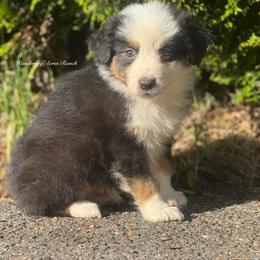Refund- black tri male 7 - Black tri-color male Australian Shepherd puppy in Chehalis, Washington from Wandering Acres Ranch