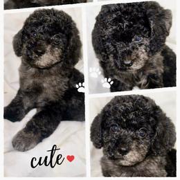 Archie - Merle male Goldendoodle puppy in Greenville, South Carolina from Law Doodles of SC