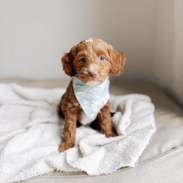 Dock - Red  male Goldendoodle puppy in Syracuse, Indiana from The Doodle Cove