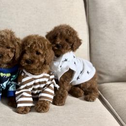 Cockapoo and Poodle Puppies from DoodleForever