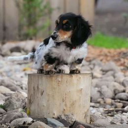 Rowdy - Dachshund