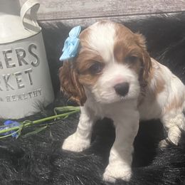 Blossom - Red and white Cocker Spaniel puppy in West Plains, Missouri from Ozark Haven Farm