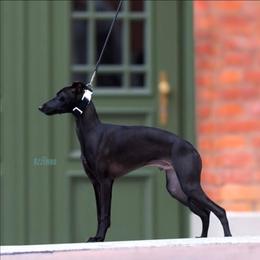 🇵🇱 Yulien 🇵🇱 - Italian Greyhound