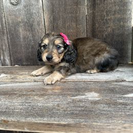 Rosie - Cream female Dachshund puppy in South Willard, Utah from Doxies in the Sun