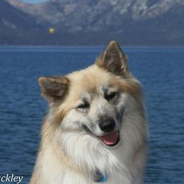Storm - Icelandic Sheepdog