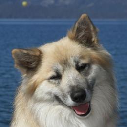 Storm - Icelandic Sheepdog