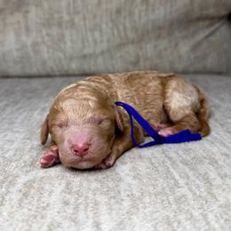 Caramel - Apricot female Goldendoodle puppy in Lamar, Colorado from Jozlyn’s Pups