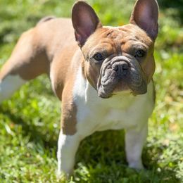 Charmer - French Bulldog