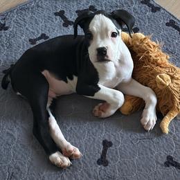Trooper - Brindle male Boxer puppy in Ocala, Florida from Bowers Boxers