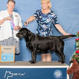 Callie - Labrador Retriever