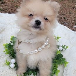 Pomeranians from Piney Woods Pomeranians