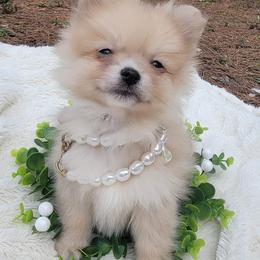 Pomeranians from Piney Woods Pomeranians