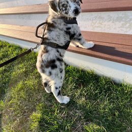 Australian Shepherd Puppies from Kent island Aussies
