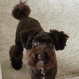 Miniature Schnauzers and Schnoodles from Central AR Schnoodles