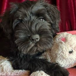 Miniature Schnauzers from Shull Mini Schnauzers