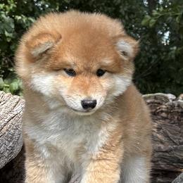 Kuma - Red male Shiba Inu puppy in Winthrop, Minnesota from Kayobi Shibas