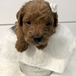 Labradoodle Puppies from Uintah Basin Doodles