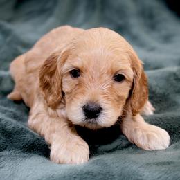 Primrose - Red female Australian Labradoodle puppy in Stanwood, Washington from Victoria Creek Australian Labradoodles