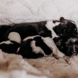 Newfoundland Puppies from Kinson Ridge Giants