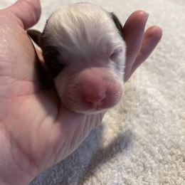 English Springer Spaniel Puppies from McCartney Springer’s