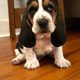 Basset Hound Puppies from Hounds of Fredville