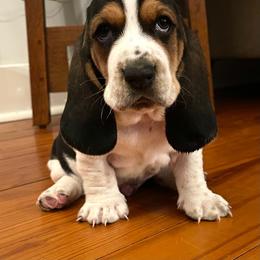 Basset Hound Puppies from Hounds of Fredville