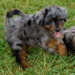 Reese BMF darkest - Blue merle female Aussiedoodle puppy in Lawton, Oklahoma from Lindsey’s Aussies