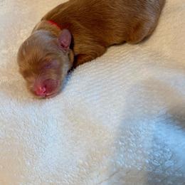 Boy 2 - Red  male Goldendoodle puppy in Gilbert, Arizona from Gilbert Az Doodles