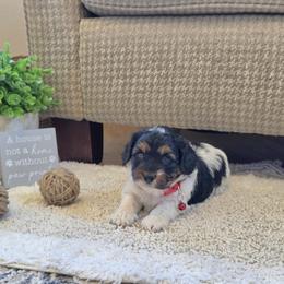 F1B Meet Cider :) - Tri-color male Cavapoo puppy in Centerville, Iowa from Barnyard Dachshunds, Dals & Doodles
