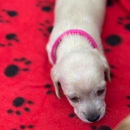 Girl 3 - Cream female Dachshund puppy in Jackson, Mississippi from Doxies Galore