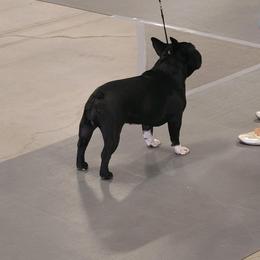 French Bulldogs from Bonjour Bullies