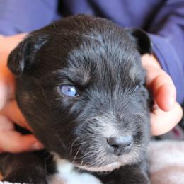 Mackenzie - Black tri-color male Australian Shepherd puppy in Sonoita, Arizona from Gardner Canyon Kennels