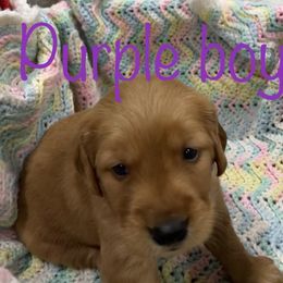 Boy 2 - Golden Retriever puppy in Kentucky from Schueller's Golden Retrievers