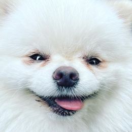 Cockapoos and Pomeranians from Luna Kennel