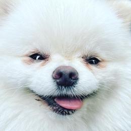 Cockapoos and Pomeranians from Luna Kennel