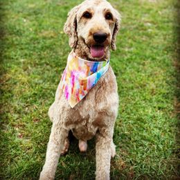Bär - Apricot Goldendoodle puppy in New Bern, North Carolina from Oodles of Doodles